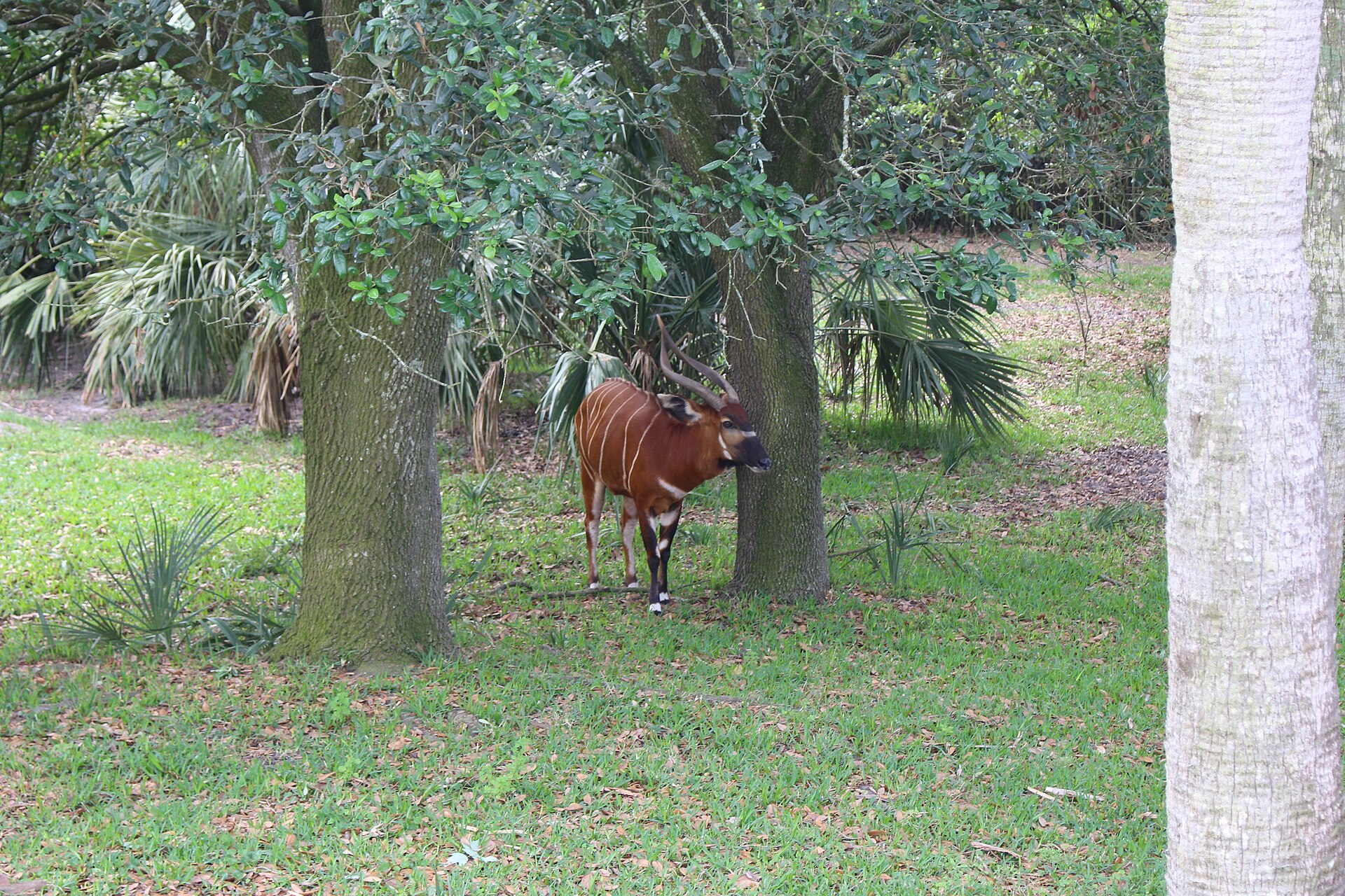 Bongo among trees, Jacksonville Zoo