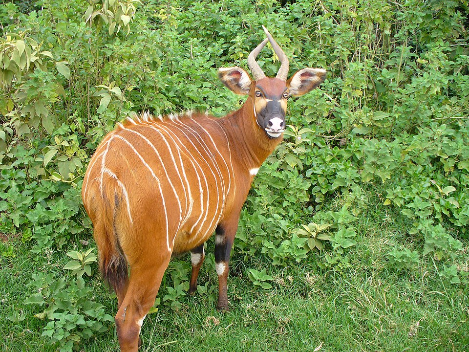 Female mountain bongo photographed at Mount Kenya