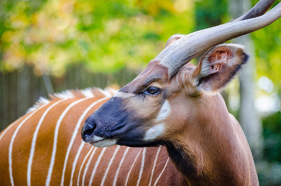 Bongo portrait