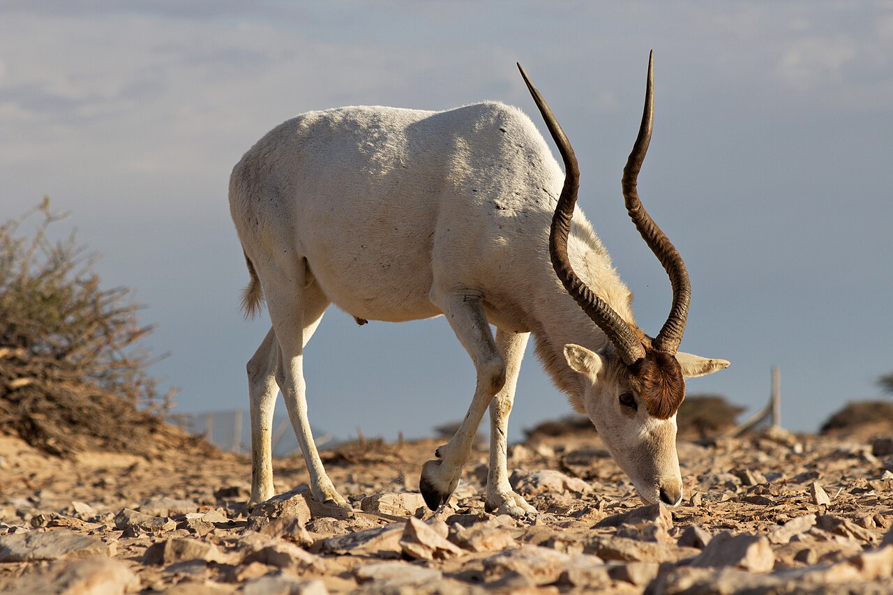 Addax bull
