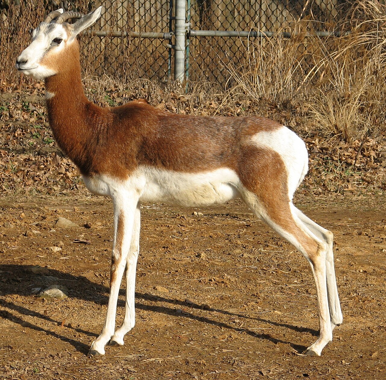 Dama gazelle (mhorr)