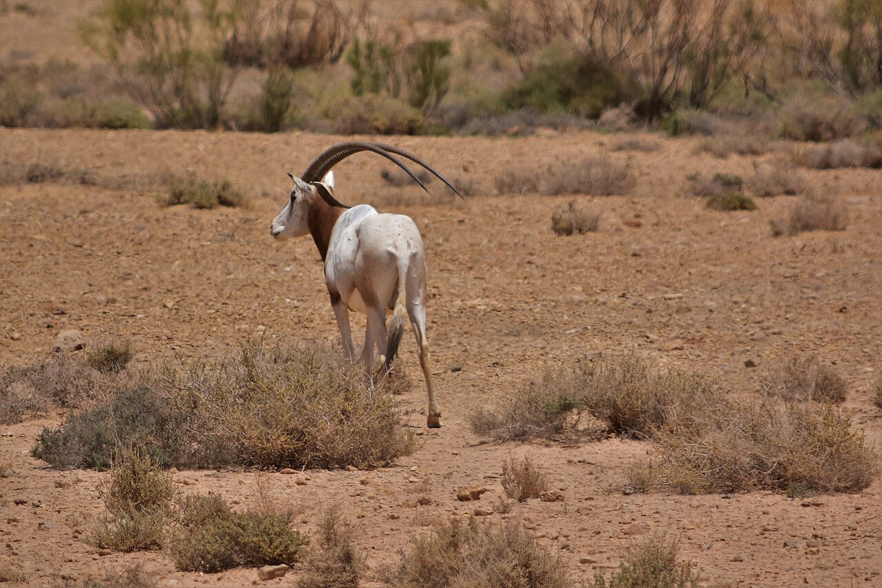Scimitar-horned oryx